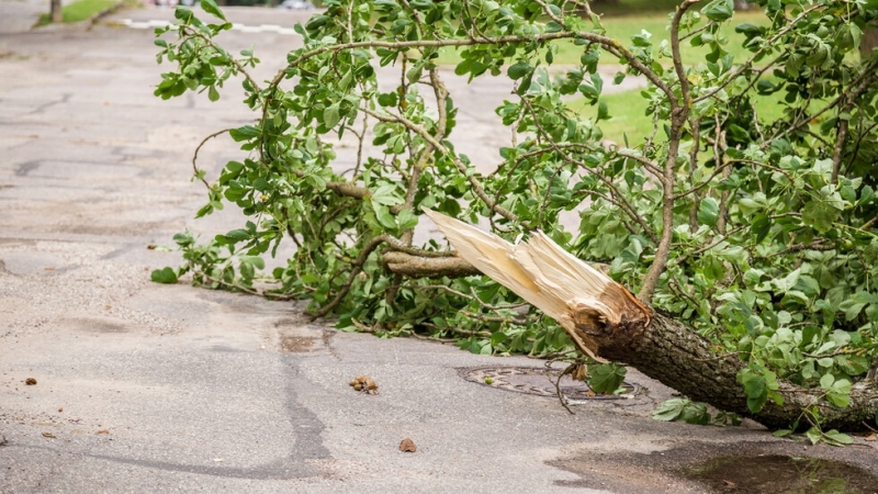 78 годишен мъж е леко пострадал при удар от паднал клон