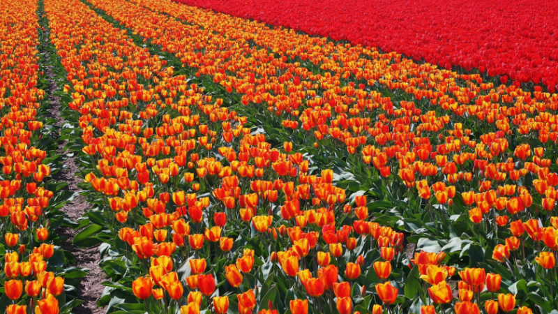 През 2022 г ЕС е изнесъл луковици на орхидеи зюмбюли