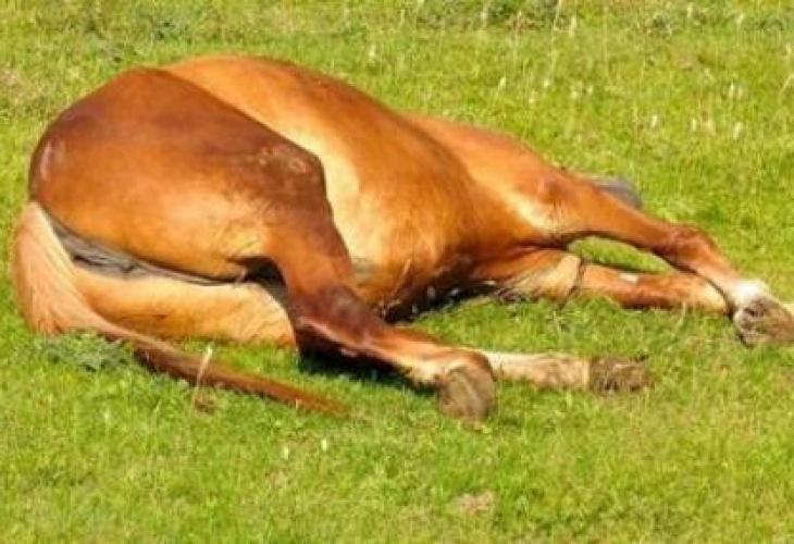 Кон е бил убит във видинското село Подгоре съобщиха от