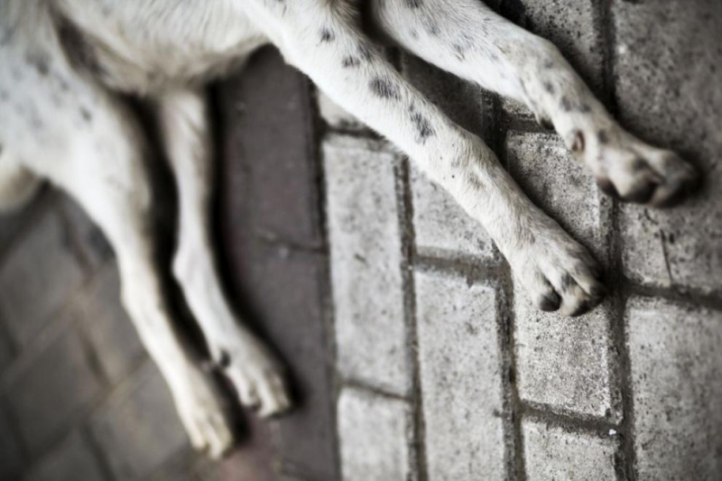 Полицията разследва убийство на куче във Врачанско съобщават от МВР
Случаят