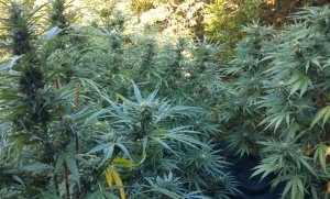 При проведена на 23 август специализирана полицейска операция на служители