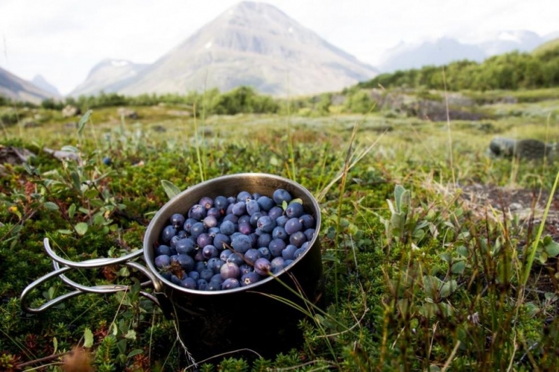 За цялостното здраве храненето на мозъка е важен аспект който