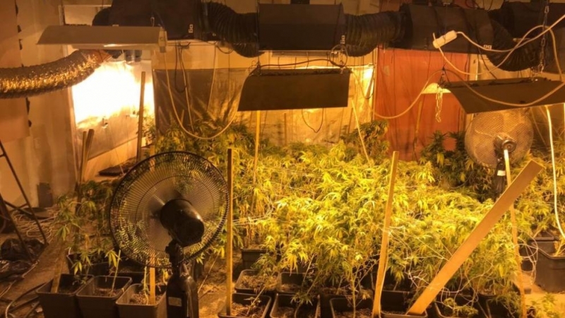 Полицаи от Костинброд разбиха огромна домашна наркооранжерия /снимки/