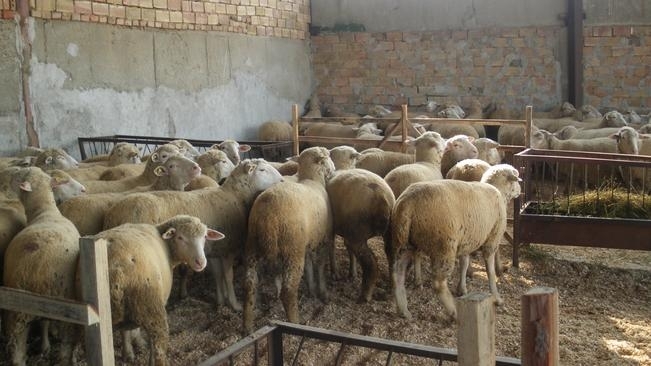 България ще изнесе в Турция над 3 000 овце до