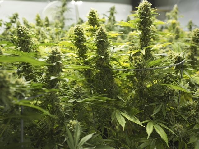 Вчера полицията е разбила наркооранжерия в къща във врачанското село