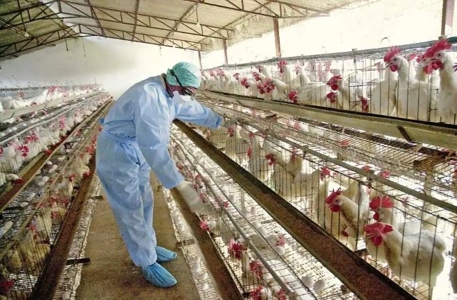 Повече от 170 000 кокошки в Пазарджишко ще бъдат умъртвени
