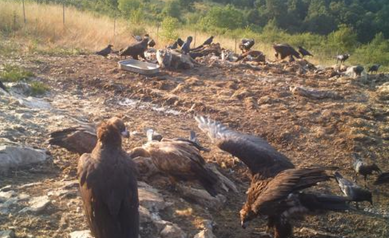 Общо 20 черни лешояда бяха засечени по наблюдения и предаватели