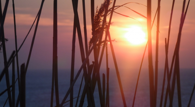 Високите температури в Нова Зеландия станаха причина днес там да