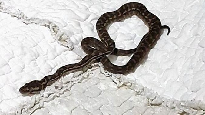 Питон доведе 12 годишно момиче до истерия след като се вмъкна