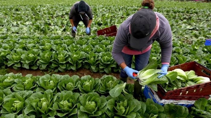 Британските фермери спешно се нуждаят от 90 хиляди сезонни работници