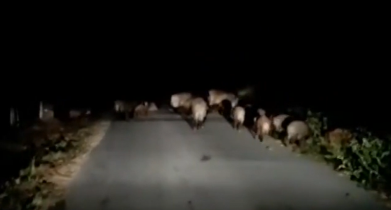 Диви прасета тормозят жителите на цял квартал в Габрово Животните