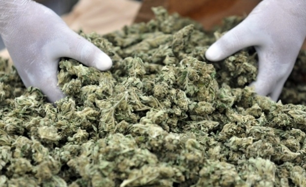 При спецоперация в Ямбол е разкрита наркооранжерия Операцията по противодействие