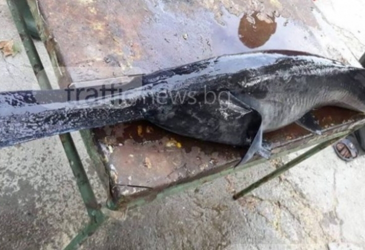 Странно животно е открито от местни край река Първенецка в