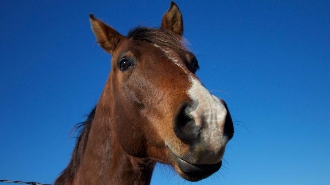Мъртви коне са открити в гориста местност преди ден в