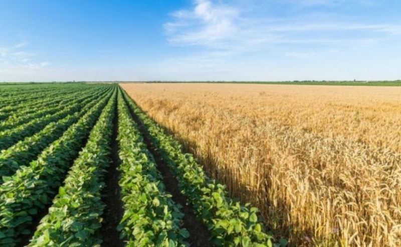 Големи загуби очакват зърнопроизводителите това лято след незапомнената суша в