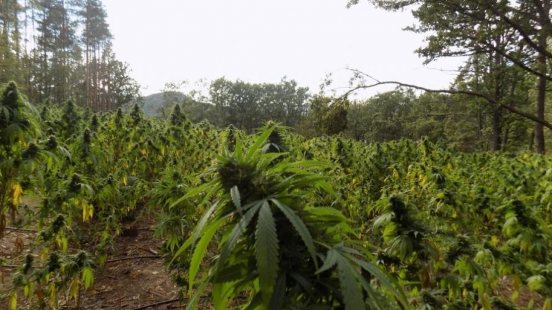 Откриха нива с 5400 растения марихуана съобщиха от полицията В