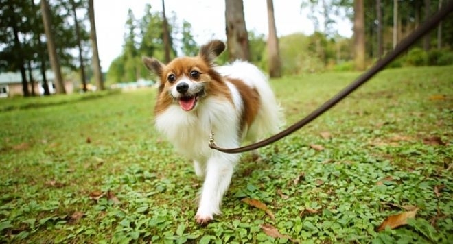 Стартират масови проверки на стопаните на домашните кучета в Монтана съобщиха от