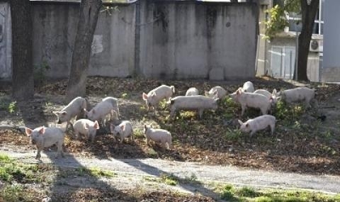 Във връзка с наболелия проблем относно свободно разхождащите се по