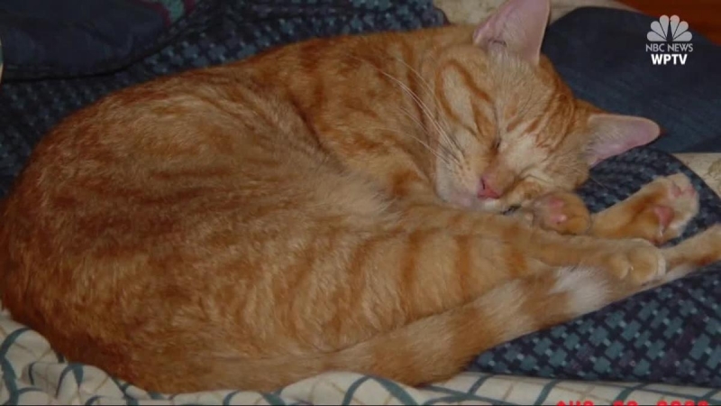 Стопанин се събра отново с котката си 14 години след като тя