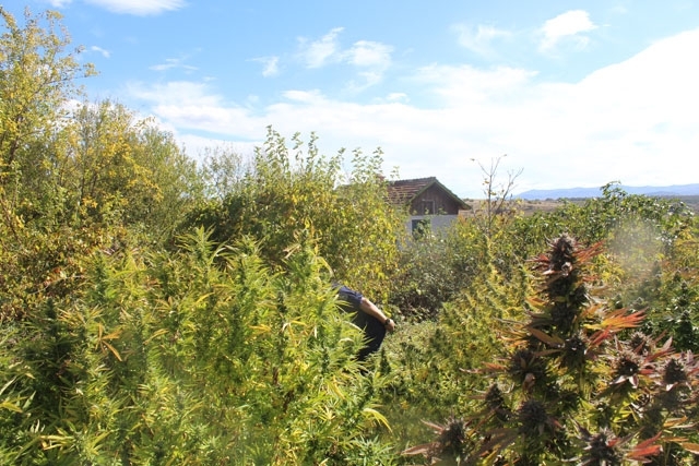 Ченгета разкриха плантация с канабис във Видинско съобщиха от МВР