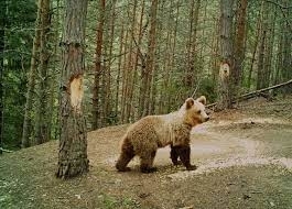 Мечката която тормози хората от няколко села в Родопите може