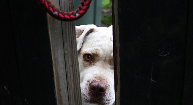Мъж удари с лопата и уби агресивен питбул който влязъл