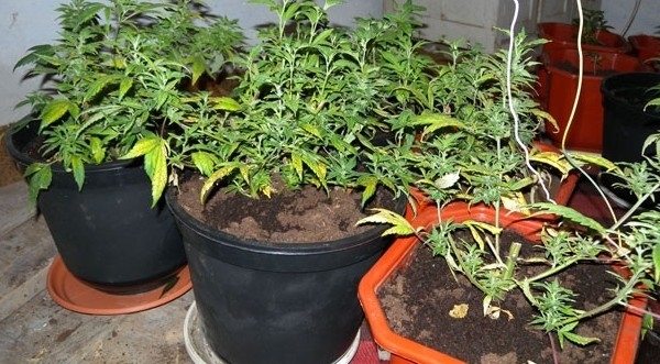 Пловдивски криминалисти откриха домашна лаборатория за отглеждане на канабис Марихуана