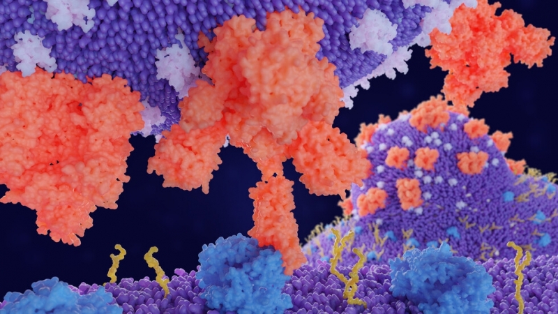 Екип от изследователи в Израел откри протеини в COVID 19 които