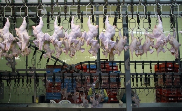 Ръст на сигналите за заразено със салмонела полско пилешко месо съобщават