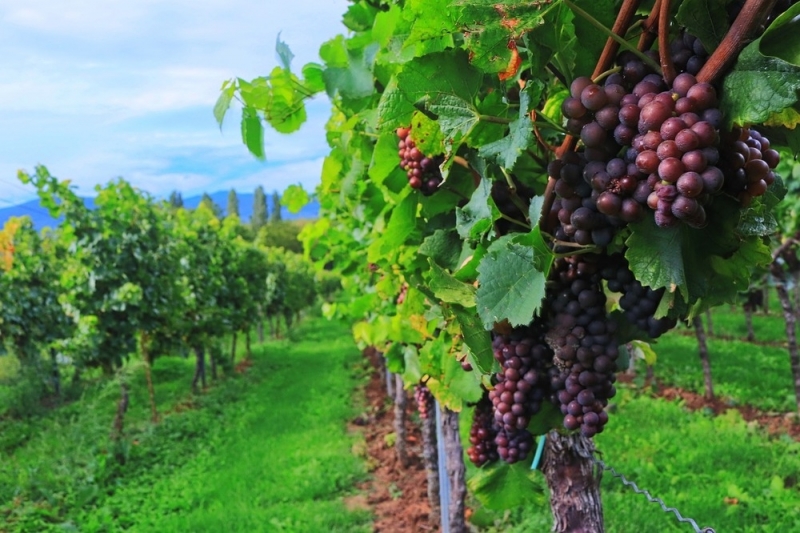 Винопроизводители от района на турската община Хайраболу все по често