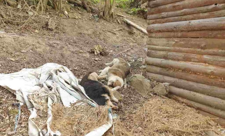 Мъж от Берковско намери две от кучетата си мъртви научи