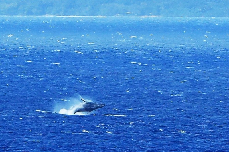 Испания ще опазва мигриращите китове и делфини в специален Средиземноморски
