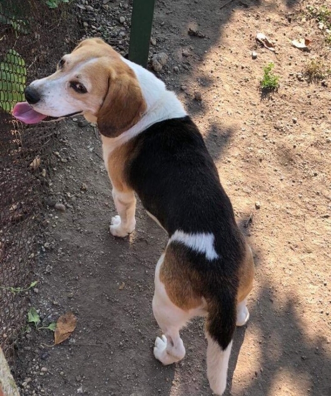 Семейство издирва любимото си куче което вчера е изчезнало във