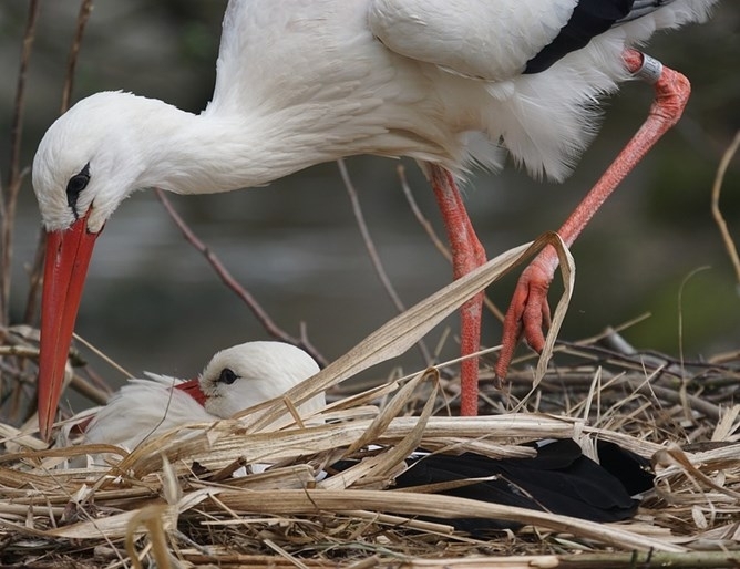 Малко щъркелче открито в безпомощно състояние било спасено в русенското
