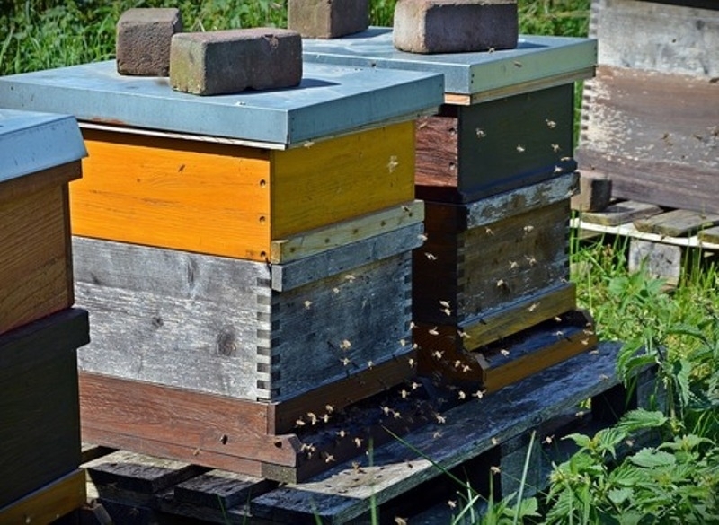 7 пчелни кошера задигна апаш от врачанин съобщиха от пресцентъра
