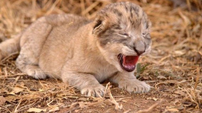 Лъвица в резервата Укутула в РЮА роди първите лъвчета заченати