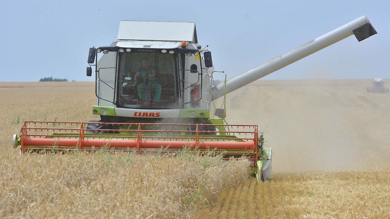 Падналите валежи забавиха жътвата на житото в Монтанско До момента са