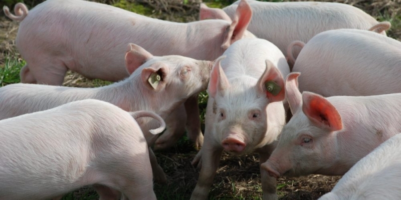 Отпускат се 28 млн лв трансфер към Министерството на земеделието