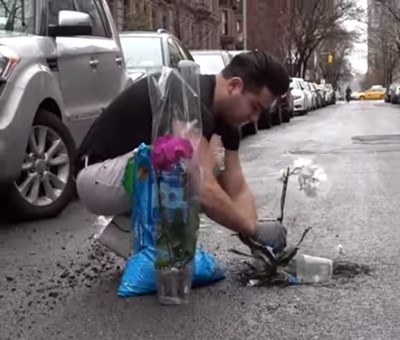 Нюйоркските власти разкритикуваха шегаджия който засажда цветя малки дръвчета и
