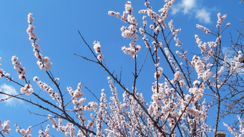 Ниските температури през април нанесоха поражения върху овошките в област