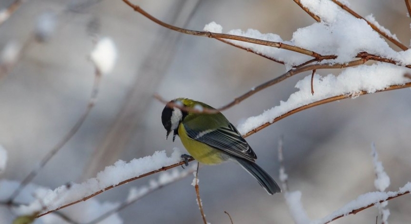 През следващото денонощие времето в България ще бъде предимно облачно