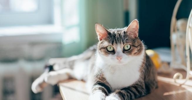 Котка изчезнала преди пет години по време на посещение при