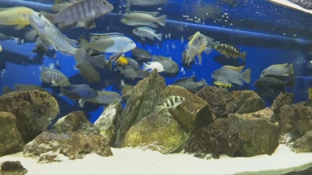 Уникална за България изложба отвори врати в аквариума на Пловдивския