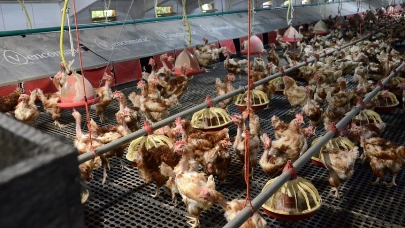 Частен съдебен изпълнител сложи на тезгяха птицеферма и трансформаторен пост