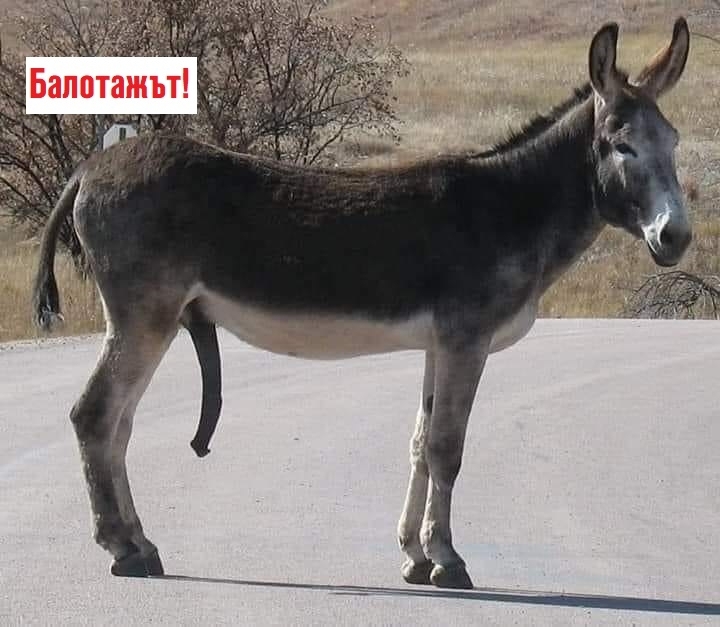 Болката отляво! Кой и защо загуби изборите за кмет на Враца, балотажът се оказа мокра фантазия за част от играчите /доказателства/