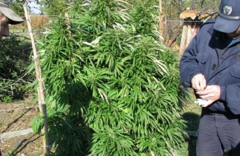 Канабис откриха полицаи в къща във Врачанско съобщиха от МВР