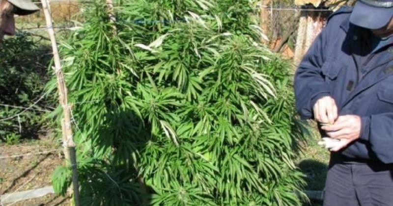 Служители на реда са наркооранжерия в Селановци съобщиха от полицията