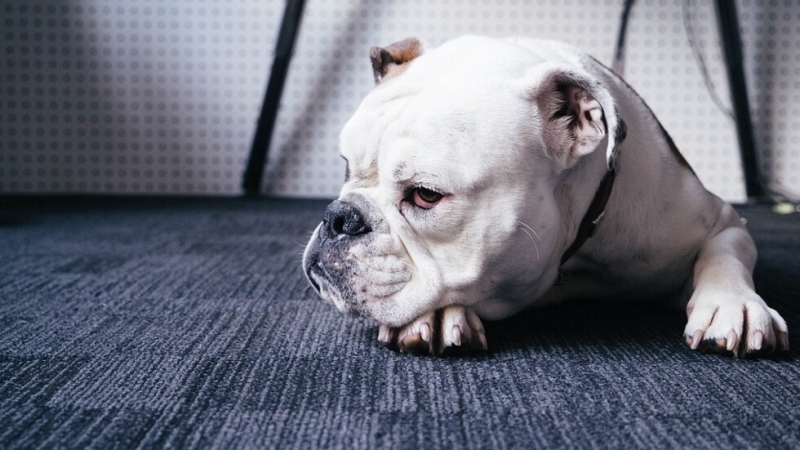 Руският премиер Дмитрий Медведев подписа указ за одобряване на списък