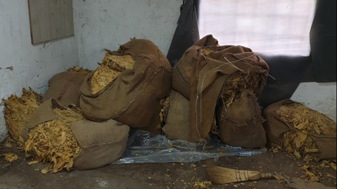 Иззеха близо 500 кг контрабанден тютюн в Плевенско съобщиха от полицията Специализирана