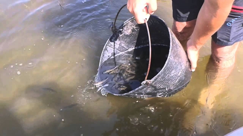 Рибари в Монтанско се обединиха и вече няколко седмици събират